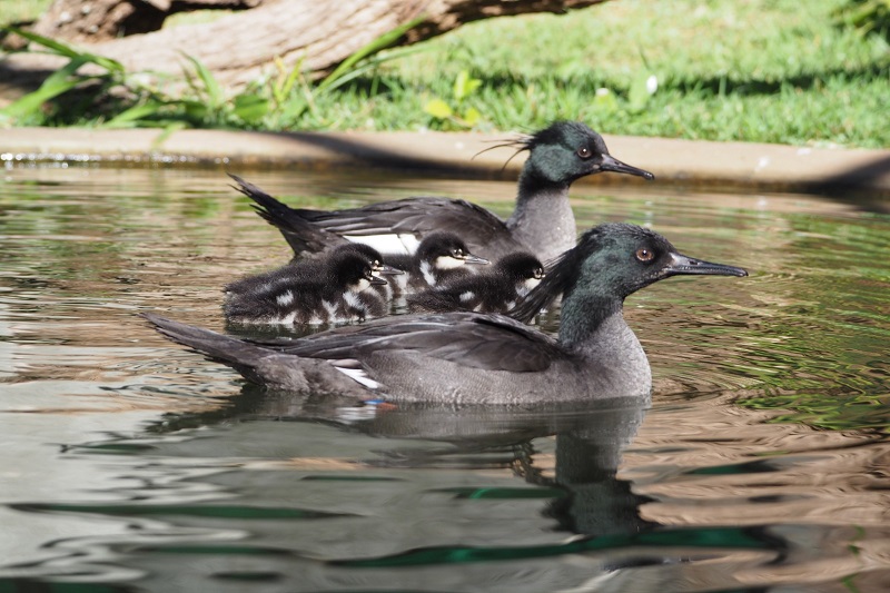 Pato-mergulhão Alto Paranaíba