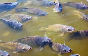 peixes